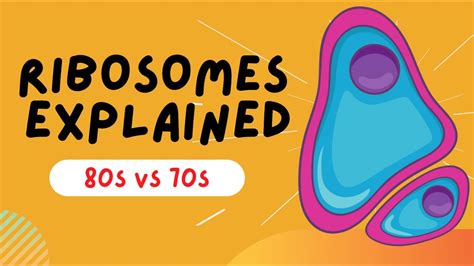 Ribosomes Explained - 80s VS 70s - STRUCTURE AND FUNCTION - YouTube