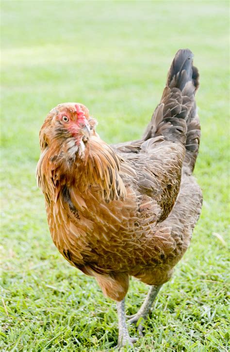 Ameraucana Chicken Breed Profile - Backyard Poultry | Ameraucana ...