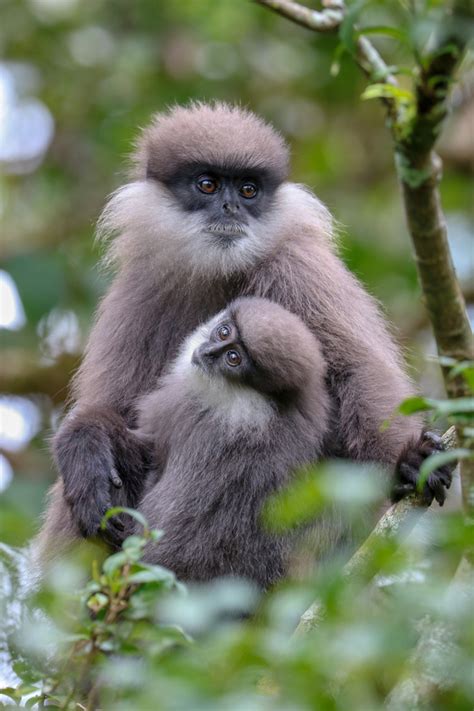 Sri Lanka | Purple-faced Langur