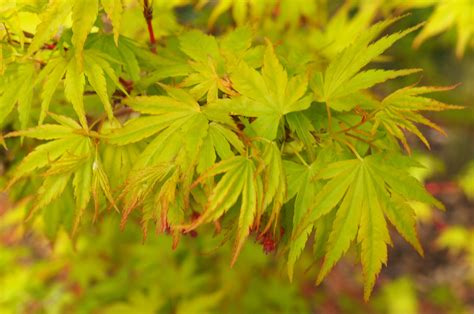 Acer palmatum 'Sango Kaku'