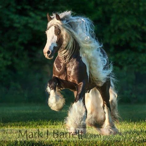 Pin by Glenda VanCleef on Horse | Horses, Gypsy horse, Clydesdale horses