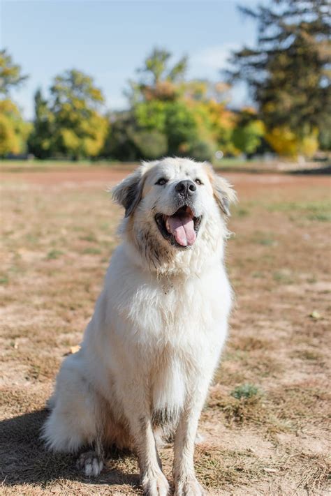 Great Pyrenees Rescue State by State – RESCUE RAILROAD