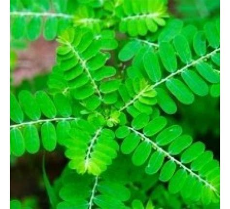 Phyllanthus Niruri - Amazing Enterprises, Bangalore, Karnataka