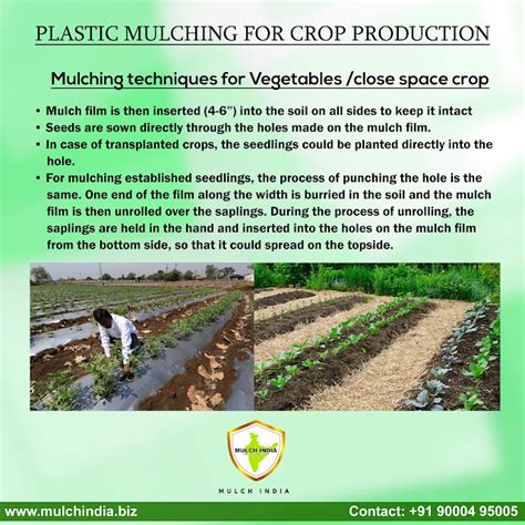 MulchIndia: Mulching techniques for Vegetables /close space crop- Mulch ...