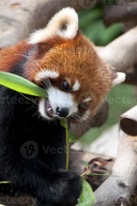 Red Panda Eating 1398608 Stock Photo at Vecteezy