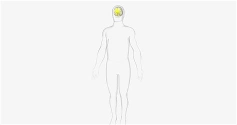 Premium Photo | Body temperature is regulated by a structure in the brain called the hypothalamus