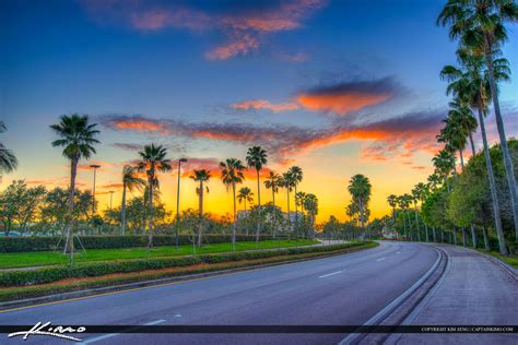 Palm Trees Along Florida Street Palm Beach Gardens