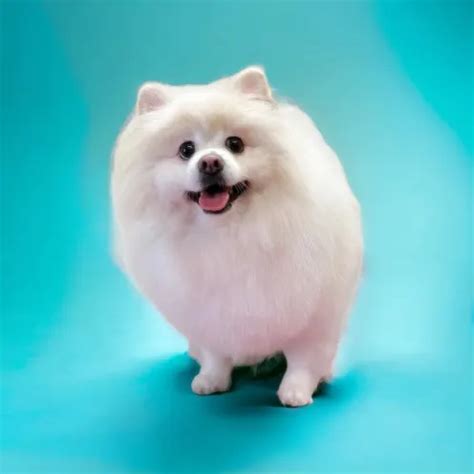 Professional Grooming | Sanlando Springs Animal Hospital