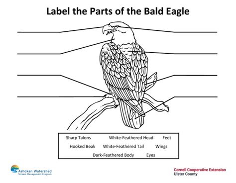 Cornell Cooperative Extension | Bald Eagle