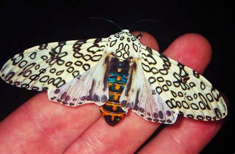 20 MOST BEAUTIFUL MOTH SPECIES - Illuzone