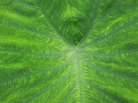 Beautiful Giant Green Taro Leaves, Colocasia Esculenta Plant Leaves, Green Giant Leaves. Stock ...