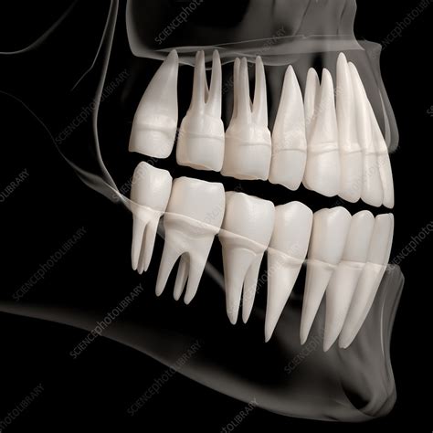 Illustration of Teeth, Side View - Stock Image - C024/9957 - Science Photo Library