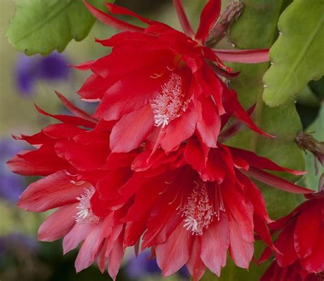 Amazon.com : Hirt's® Red Orchid Cactus - Epiphyllum ackermannii ...