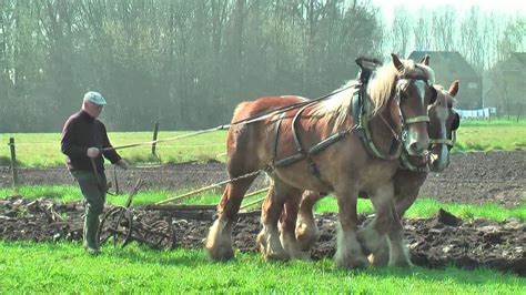 Belgian Draft Horses-ploughing with a special reversible plough - YouTube