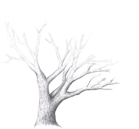 How To Sketch Trees For Beginners at Drawing Tutorials