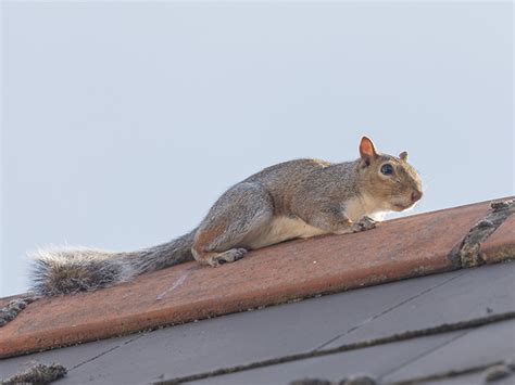 Squirrel infestation? | Gokill Manchester Pest Control can help!