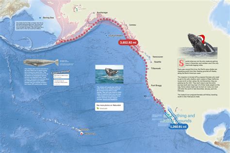 Grey Whale Migration - Felt Map Gallery