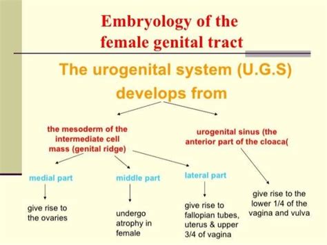 Embryology of the female reproductive system