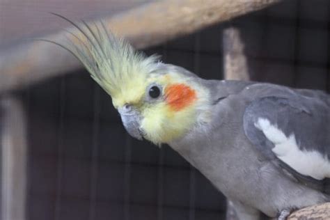 Cockatiel Names – The 300 Most Popular Names for Cockatiels | PetPress