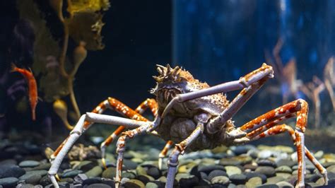 [コンプリート！] japanese spider crab diet 297270-Japanese spider crab eating a person - Jozpictsini11