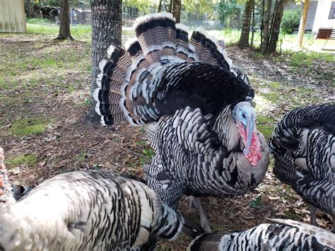 Narragansett Turkeys - Poults for Sale | Cackle Hatchery®