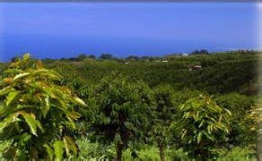 List Of Kona Coffee Farms