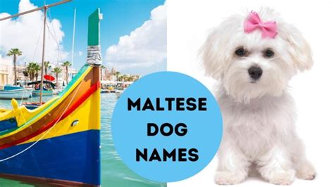 70+ Maltese Dog Names for Your Maltese or Malshi