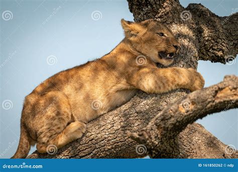 Close-up of Lion Cub Hugging Tree Branch Stock Photo - Image of ...