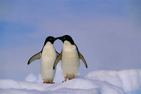 Adélie penguins show signs of self-awareness on the mirror test | New Scientist