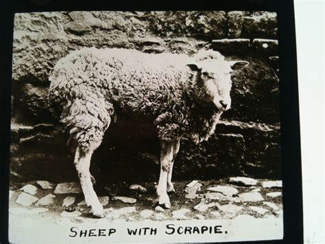 Sheep with Scrapie | Towards Dolly