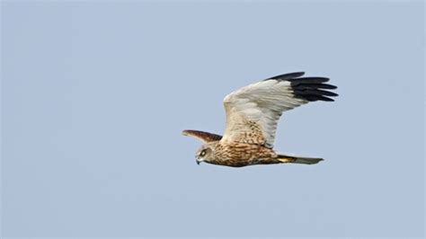 Marsh harrier | London Wildlife Trust