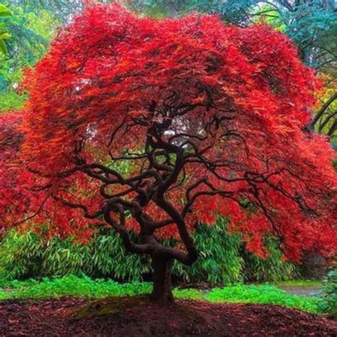 Japanese Amur Maple Tree acer Tataricum Ginnala Seeds - Etsy