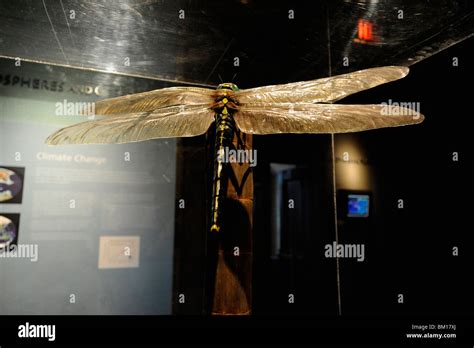 Giant dragonfly fossil hi-res stock photography and images - Alamy