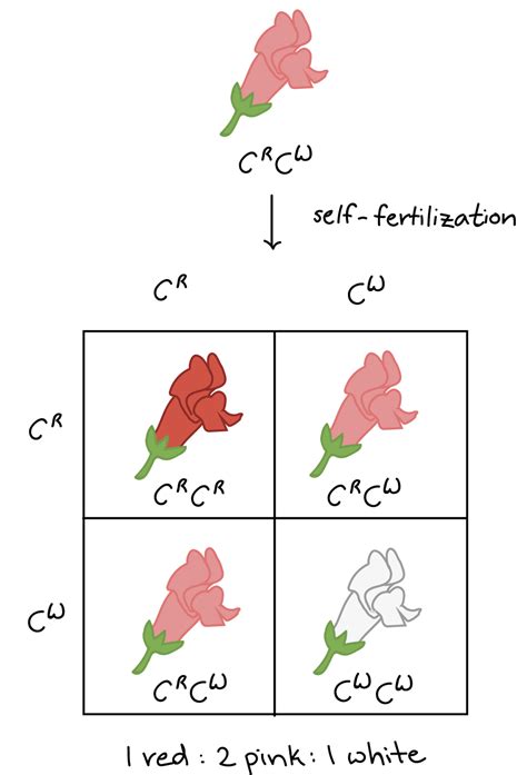 Self-fertilization of pink $C^RC^W$ plants produce red, pink, and white offspring in a ratio of ...