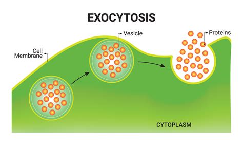 Exocytosis Vector Illustration Design 27892935 Vector Art at Vecteezy