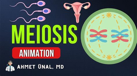 🎬 MEIOSIS ANIMATION | PHASES, CELL DIVISION | MEDICAL GENETICS, CELL BIOLOGY - YouTube