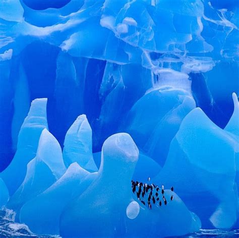 Chinstrap penguins in Antarctica. Photo by @franslanting | Winter ...