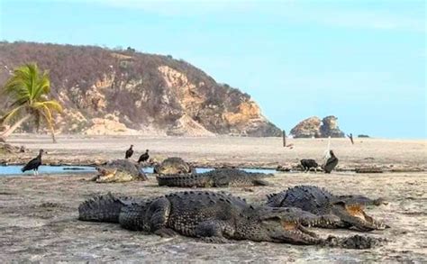 Crocodiles sunbathe on empty beaches in Mexico as humans self-isolate ...