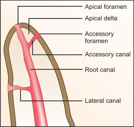 Apical Foramen