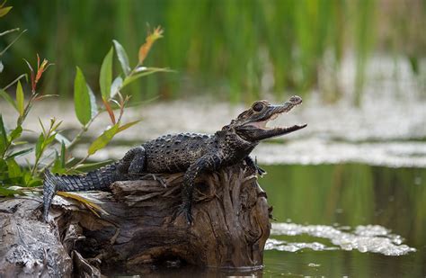 Amazon Caiman Facts - Rainforest Cruises