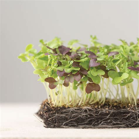 Spicy Micro Mix - Organic Microgreen Seed | Johnny's Selected Seeds | Growing microgreens ...