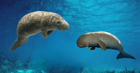 Exploring the Differences Between Manatees and Dugongs