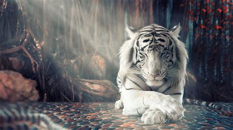 1366x768px | free download | HD wallpaper: white, tiger, 4k, 8k, HD ...