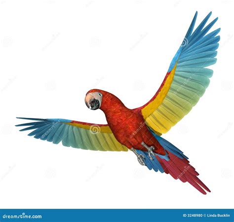 Scarlet Macaw Flying 2 stock illustration. Illustration of wildlife ...