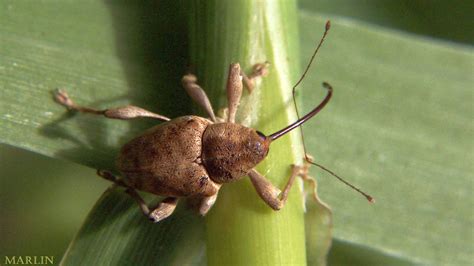 Acorn Weevil - Curculio sp. - North American Insects & Spiders