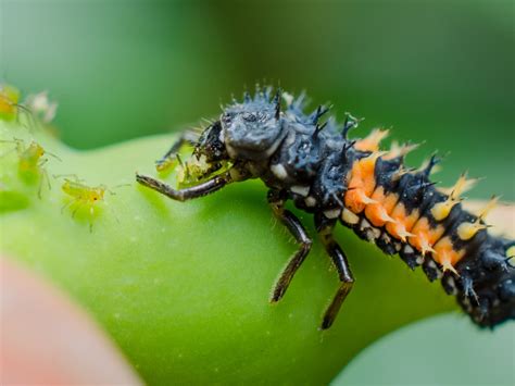 Dan Simon Macrophotography — A ladybug larva feasting on some aphids ...