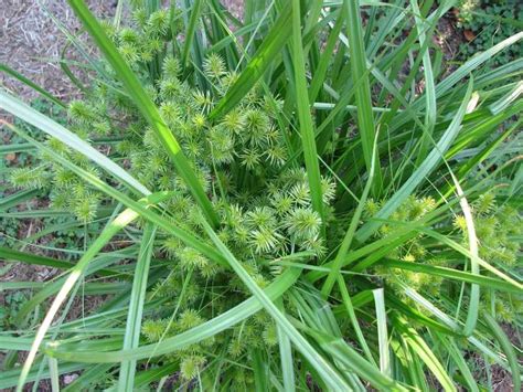 Weed Control in Pastures & Forages - Austin