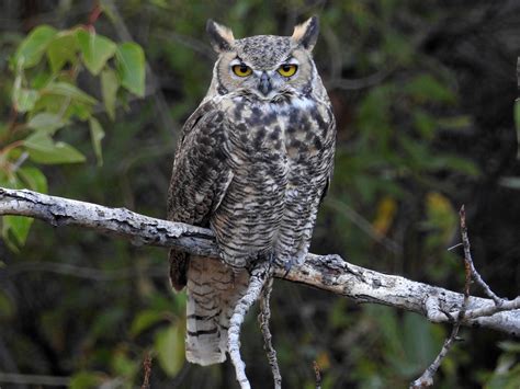 Great Horned Owl - eBird