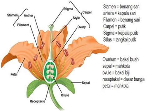 Struktur dan Fungsi Bunga pada Tumbuhan - Materi Kimia