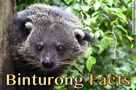 Binturong Facts, Pictures & In-Depth Information For Kids & Students